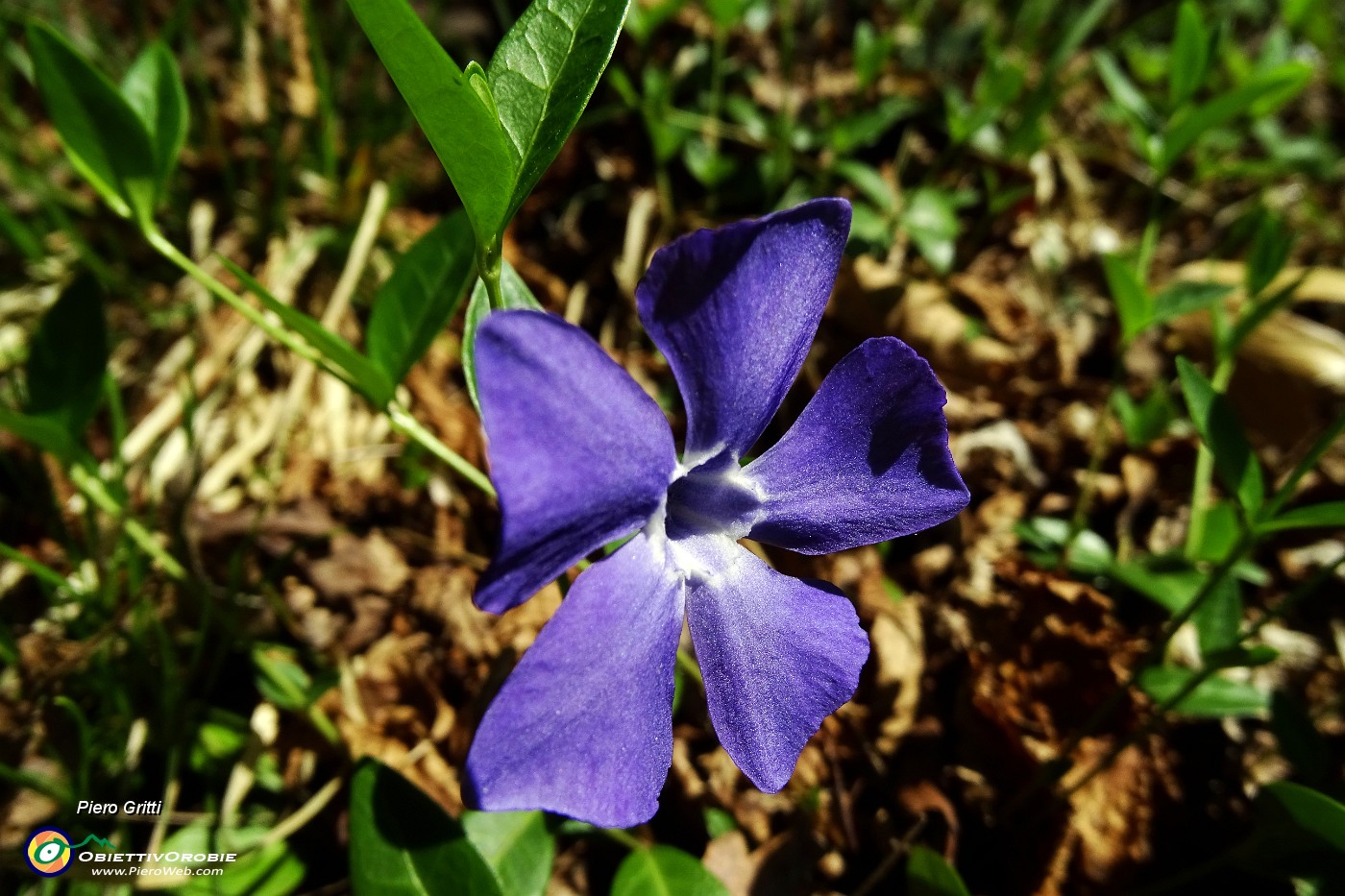 22 Pervinca.JPG -                                